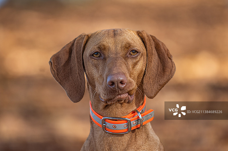 匈牙利维兹拉犬特写图片素材