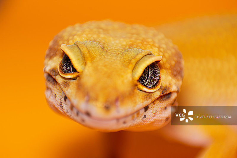 橘色豹纹守宫特写，菲律宾马尼拉图片素材