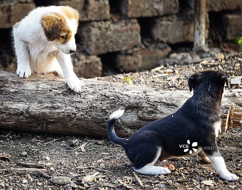 在地上玩耍的两只小狗图片素材