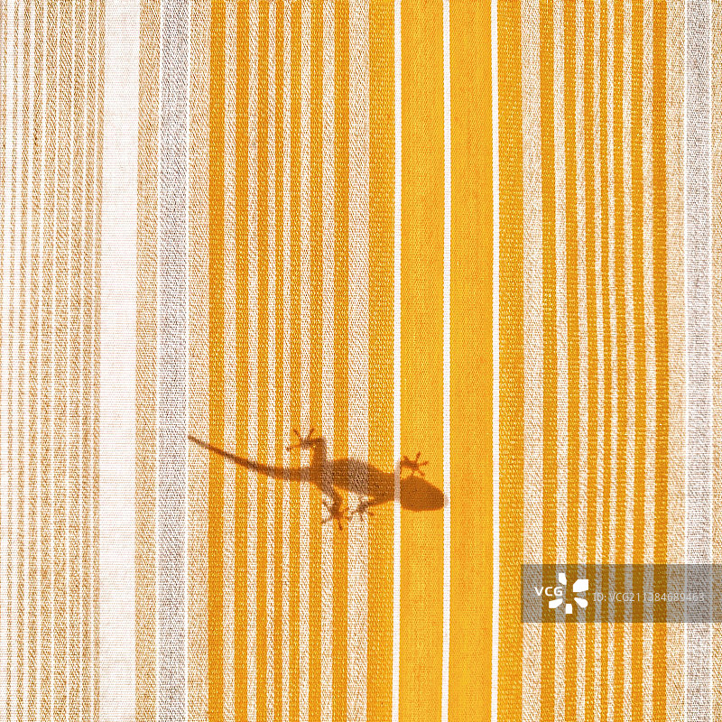 从黄色防水布下拍摄的小壁虎阴影，意大利普利亚图片素材