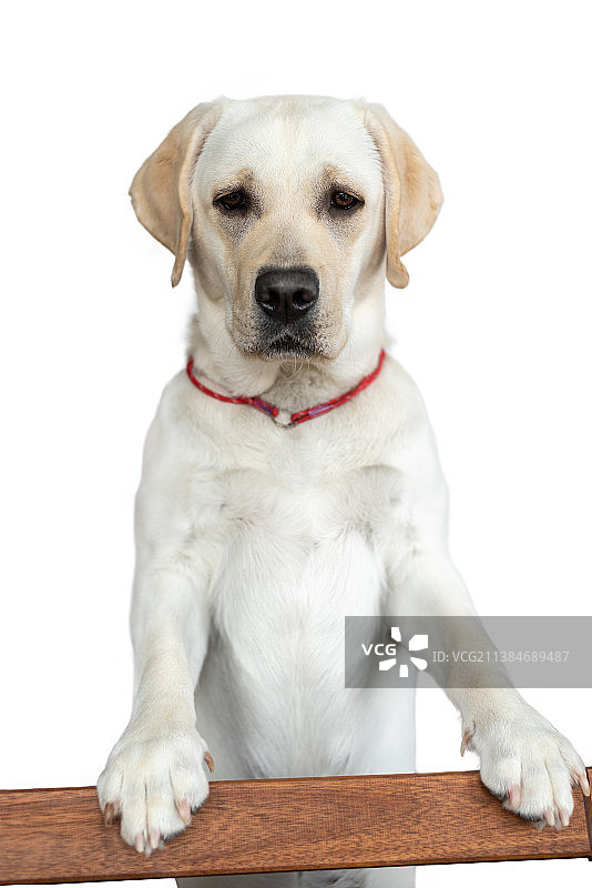 一只年轻的拉布拉多犬靠在白色横杆上图片素材