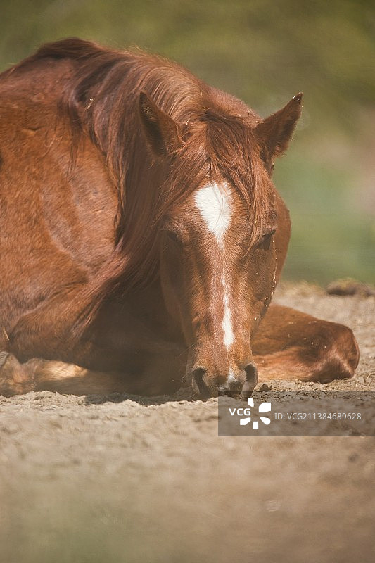 米伦贝克地区，纯种小马驹站在田野上的肖像图片素材