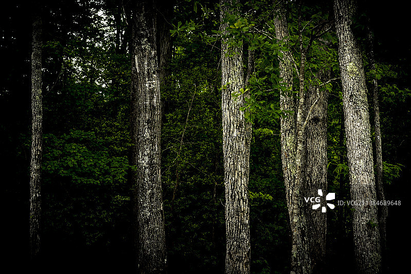 旺南 Khiao 森林树木，泰国图片素材