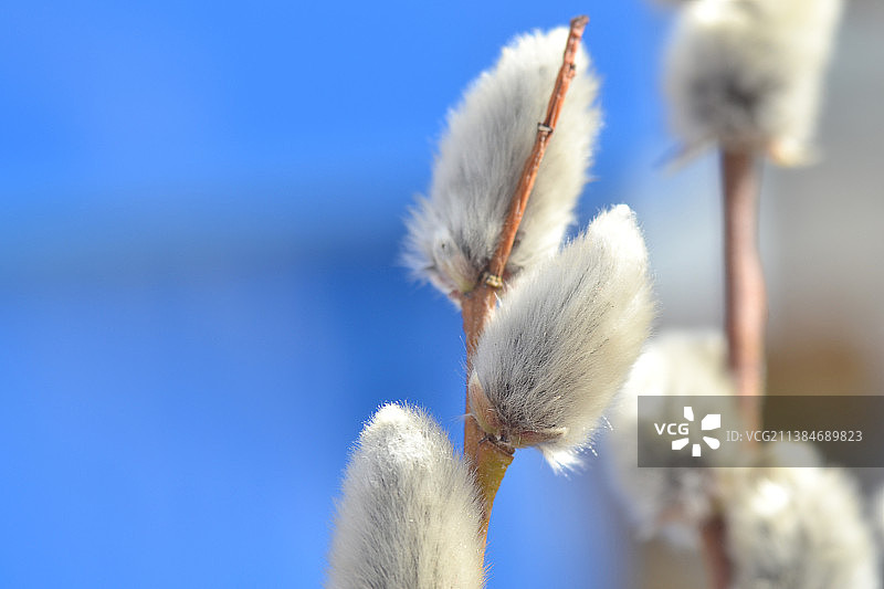 晴空下的白色蒲公英特写图片素材