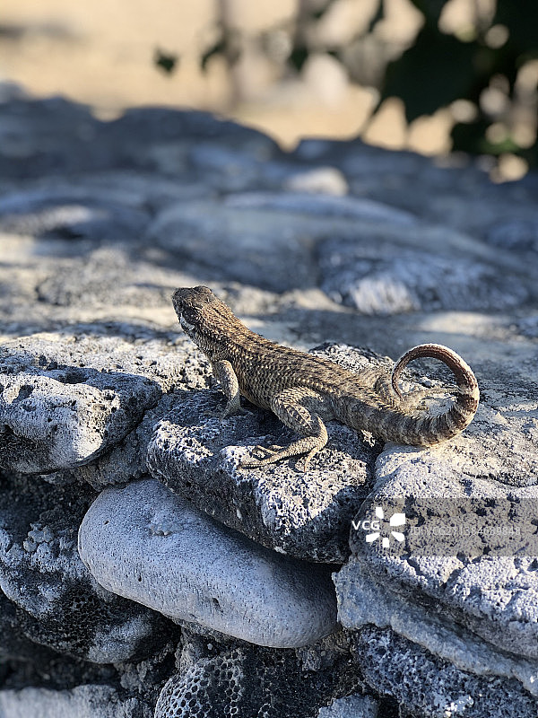 站在墙上的蜥蜴图片素材