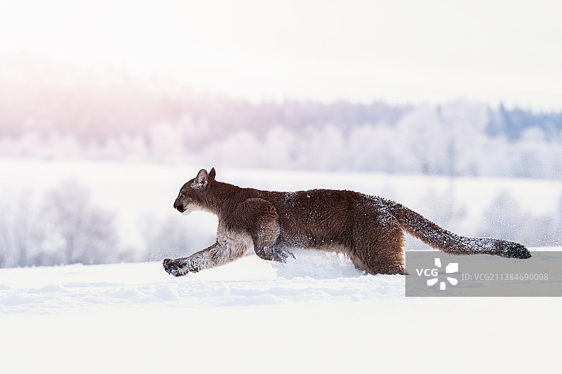 在雪地上奔跑的狗的侧视图图片素材