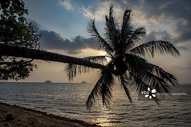 日落时分泰国象岛海边的棕榈树轮廓图片素材