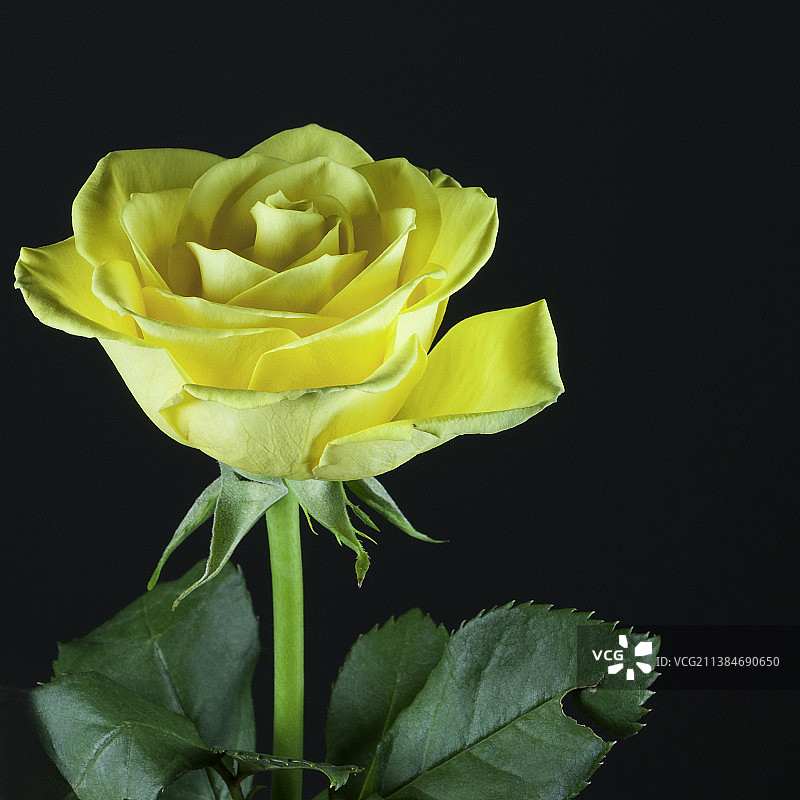 黑色背景上的黄色玫瑰特写，巴林马纳马图片素材