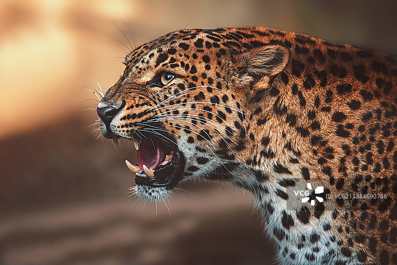 捷克共和国伊赫拉瓦的锡兰豹特写图片素材