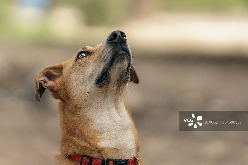 狗狗望向远方特写，以色列图片素材