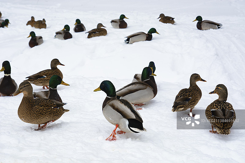 被雪覆盖的田野上的绿头鸭高角度景观图片素材