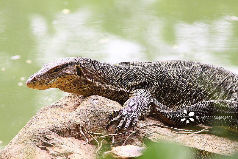 马来西亚怡保的树上巨蜥特写图片素材