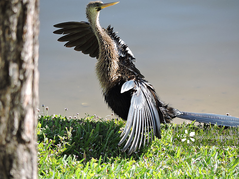 栖息在树上的年轻鸬鹚特写，美国佛罗里达州奥兰多图片素材