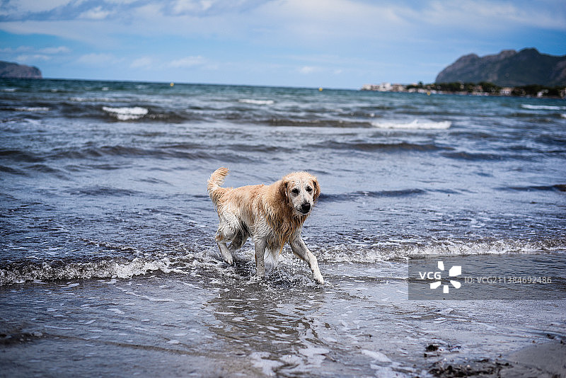 西班牙巴利阿里群岛海中奔跑的金毛寻回犬图片素材