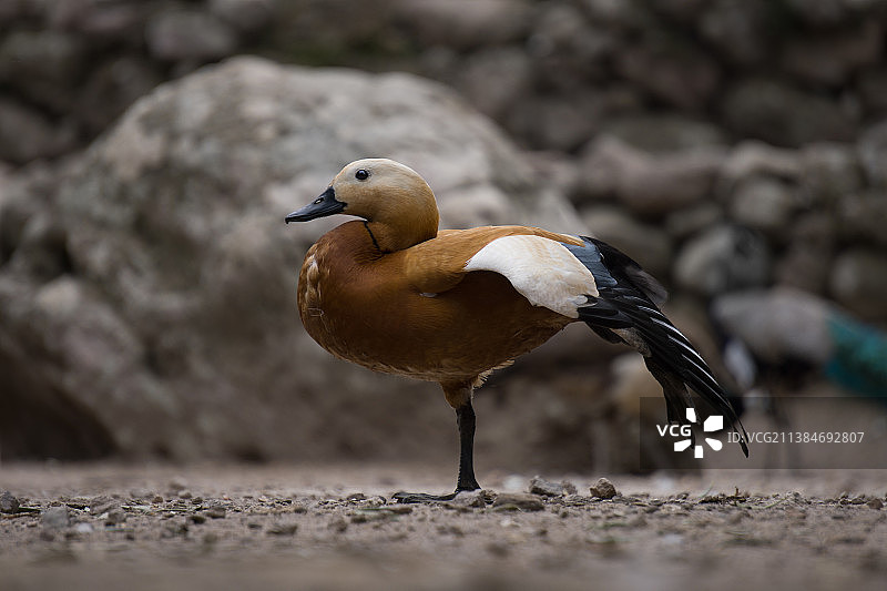 希腊：栖息在田野上的鸭子特写图片素材