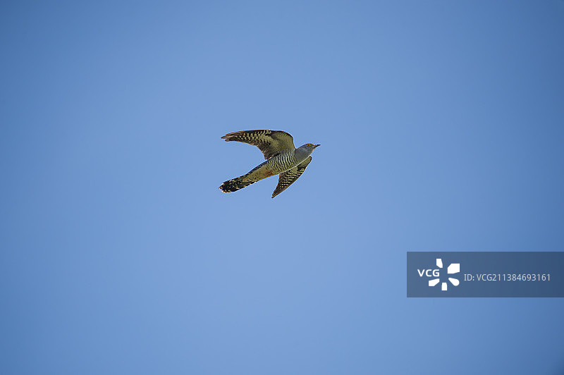 蓝色晴空下飞翔的老鹰低角度拍摄，荷兰阿尔梅勒图片素材