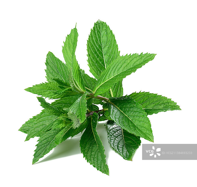白色背景上的绿叶薄荷枝图片素材
