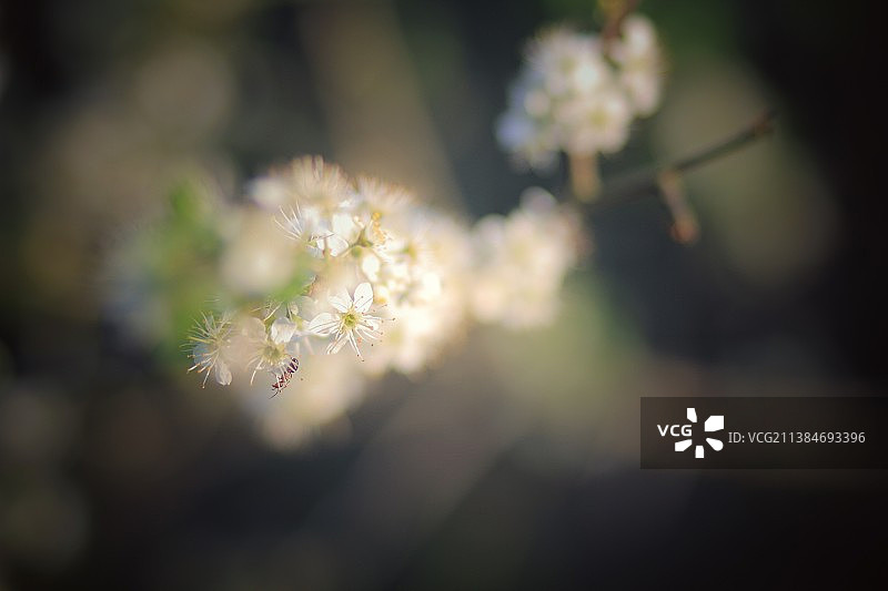 白色樱花的特写图片素材