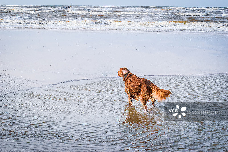 海滩上的爱尔兰雪达犬，在海中漫步图片素材