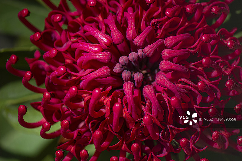 红花帝王花特写图片素材