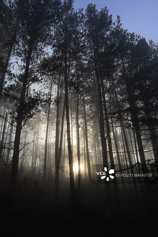 保加利亚，森林中树木的低角度视角图片素材