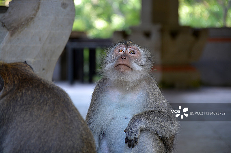 闪亮的眼睛：猕猴特写，印度尼西亚乌布图片素材