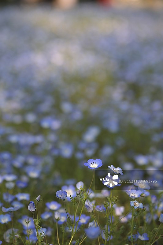 紫色喜林草花图片素材