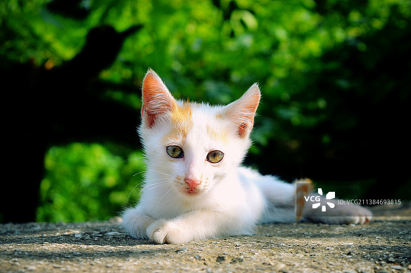 土耳其萨姆松户外猫咪特写图片素材