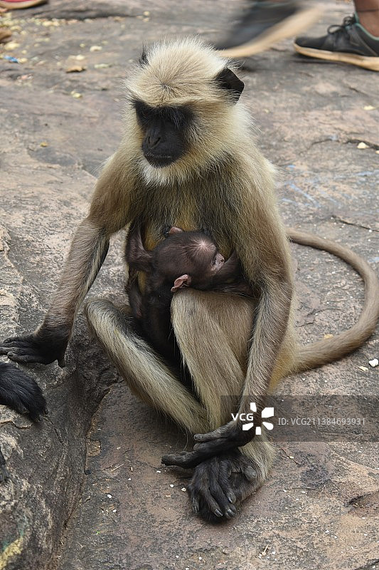猴子：印度，坐在人行道上的长尾叶猴高角度视图图片素材