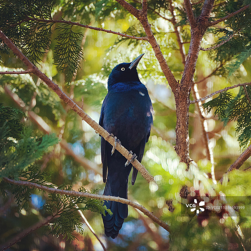 午后之歌：栖息在树枝上的鸣禽特写图片素材
