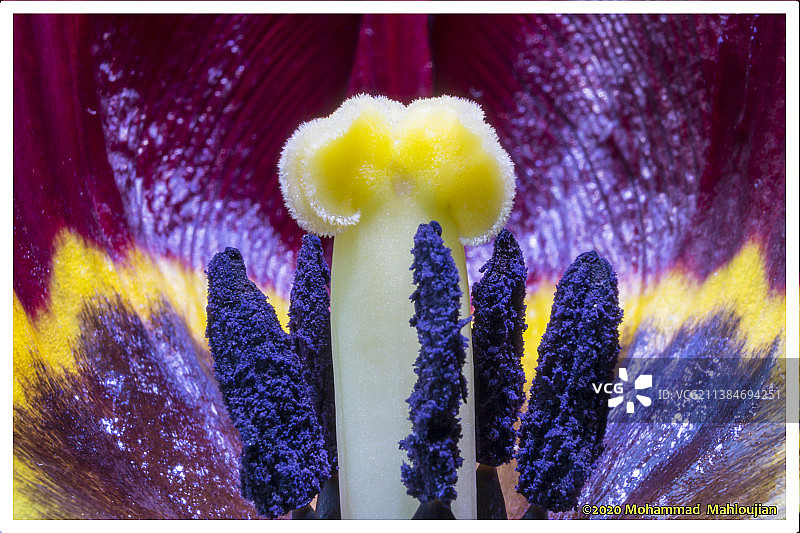 郁金香的秘密视角：窗前黄色花朵特写图片素材