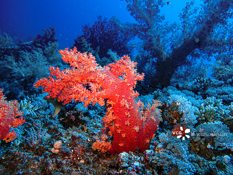 红色软珊瑚特写图片素材