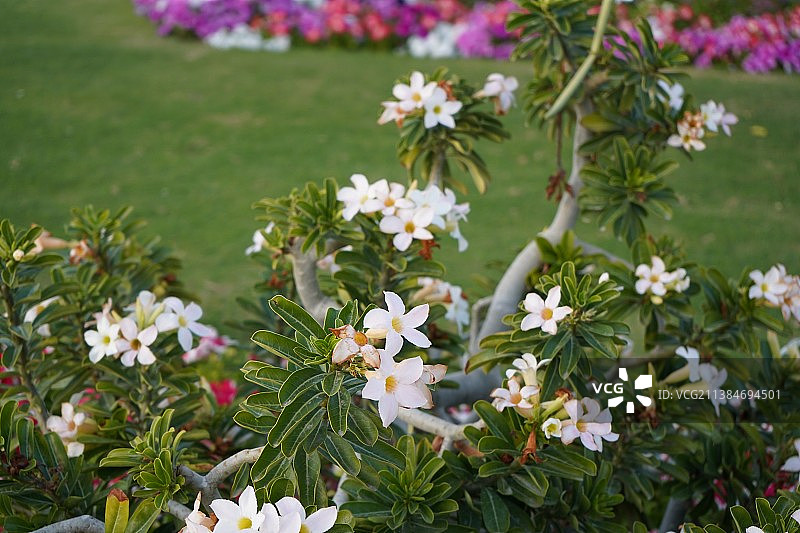春季花卉，纳哈尔堡，田野上白色开花植物的特写图片素材
