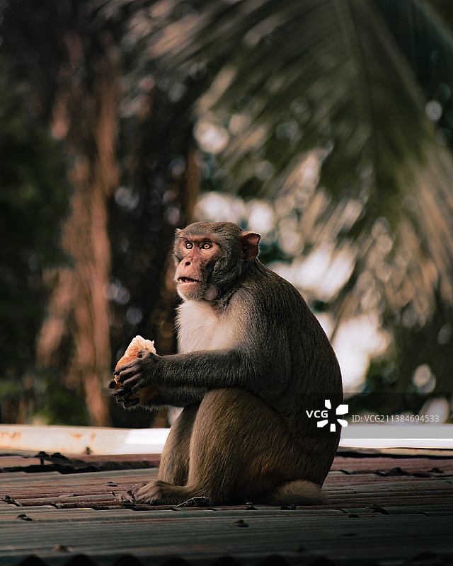 猕猴坐在岩石上的特写镜头图片素材