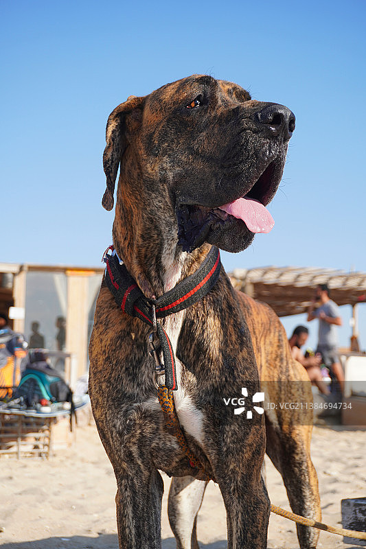 大丹犬坐在沙滩上，晴空万里图片素材