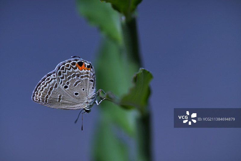 蓝蝉蝶：停留在植物上的蝴蝶特写，印尼辛卡旺图片素材