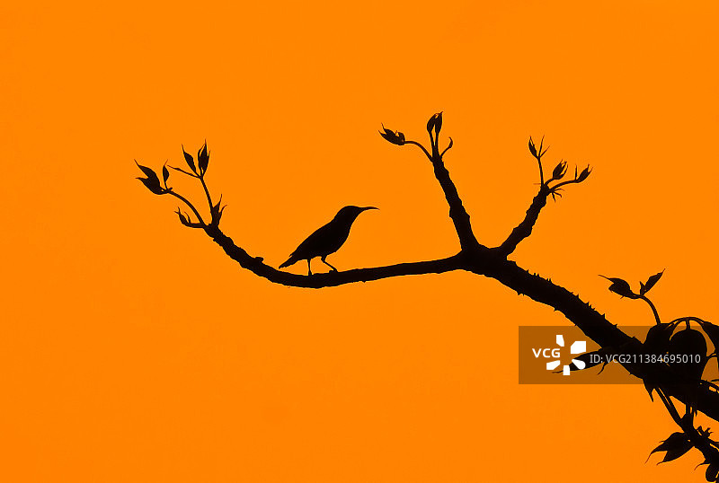 日落时分，树丛中鸣禽的优美轮廓，印度中央邦博帕尔图片素材