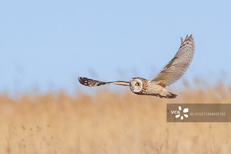 仓鸮飞越田野的特写图片素材