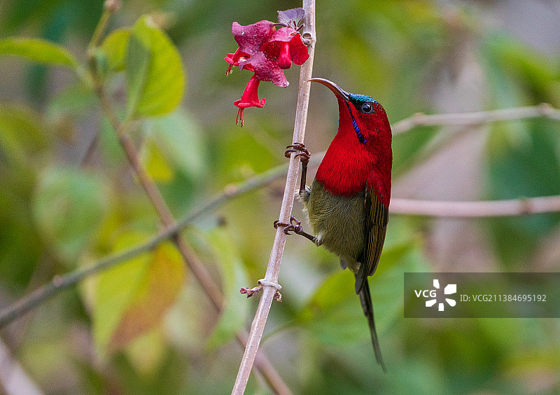 深红太阳鸟栖息在树枝上的特写图片素材