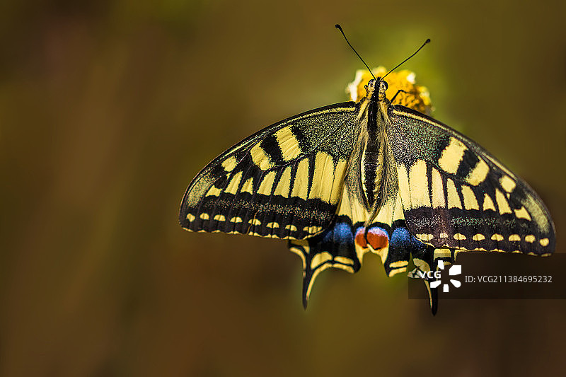 蝴蝶在花上授粉的特写图片素材