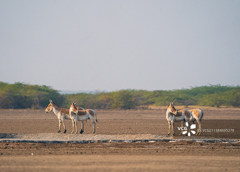 侧视角度拍摄的在干燥土地上吃草的驴图片素材