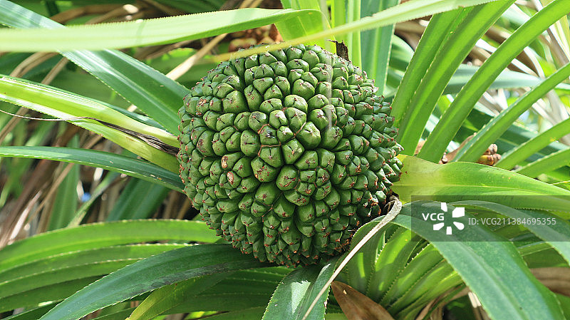 utilis香兰的绿色植物特写图片素材