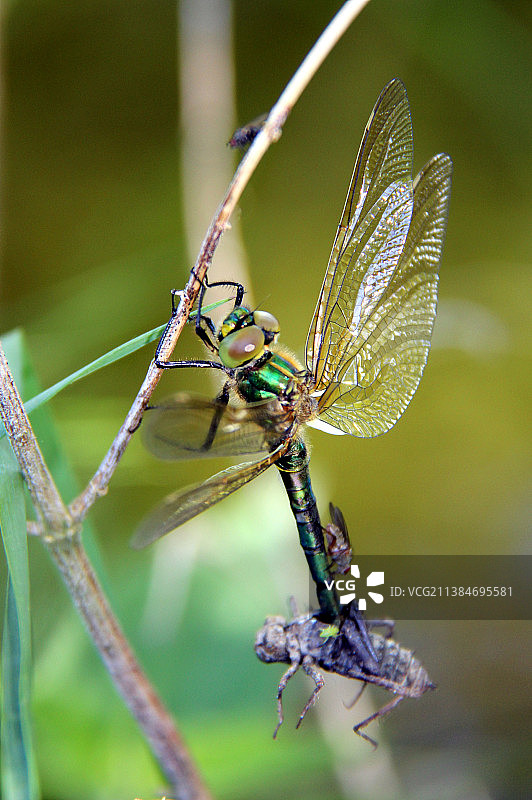 蜻蜓从若虫阶段羽化（植物上的蜻蜓特写，瑞典）图片素材