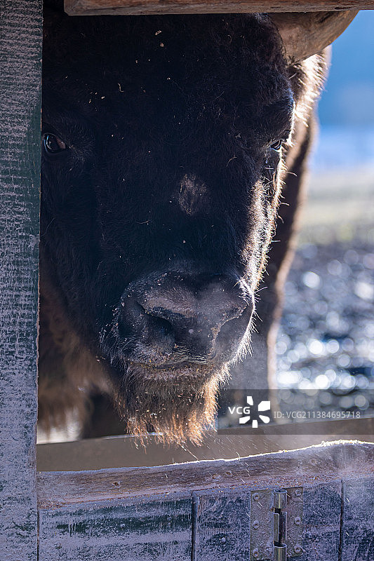 冬季野牛特写图片素材
