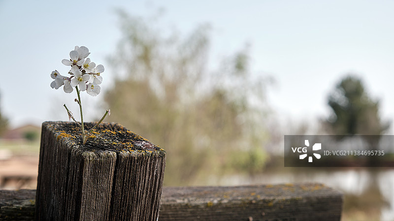 白色开花植物木质特写图片素材