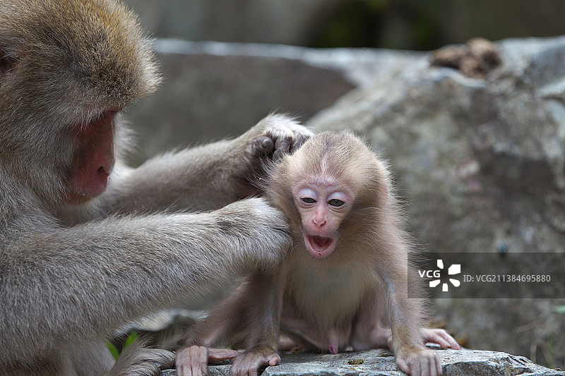 岩石上猴妈妈为小猴清洁特写图片素材