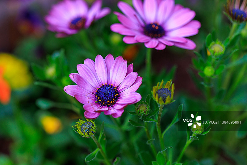 盛开的非洲雏菊，紫色开花植物特写图片素材