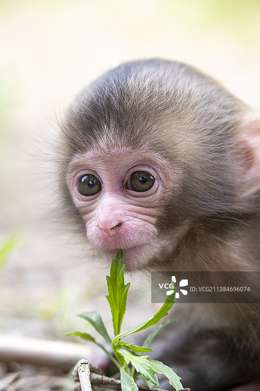 可爱的小动物，猕猴坐在植物上的特写图片素材