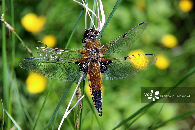 蜻蜓日光浴，植物上的蜻蜓特写，瑞典图片素材