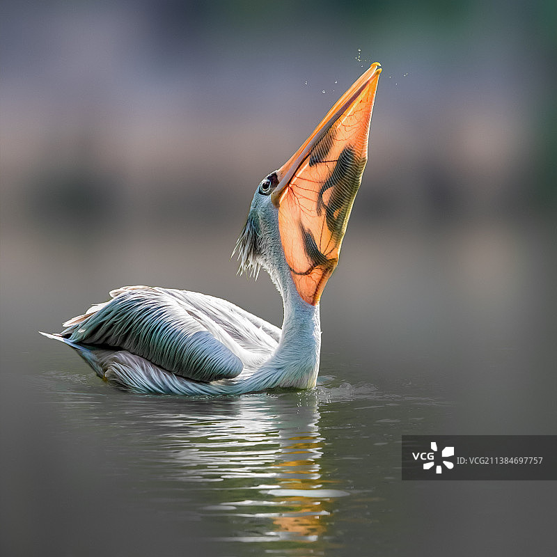 秋日鹈鹕图片素材